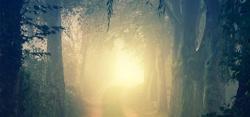 pathway through dark woods into golden light