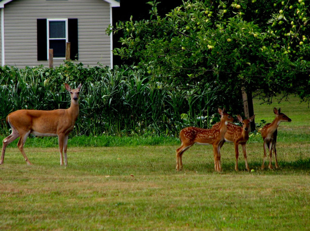 deer and three fawns in yards
