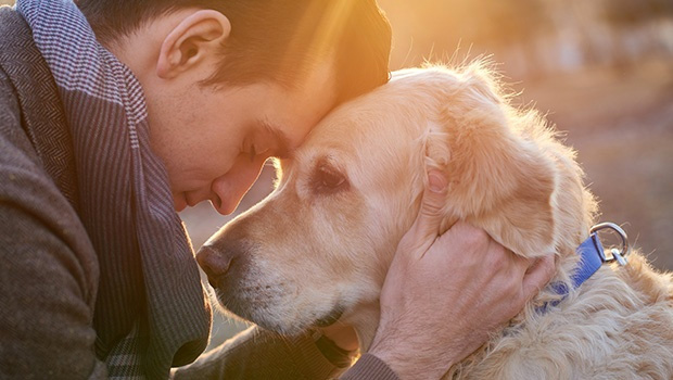 man head to head with golden retriever