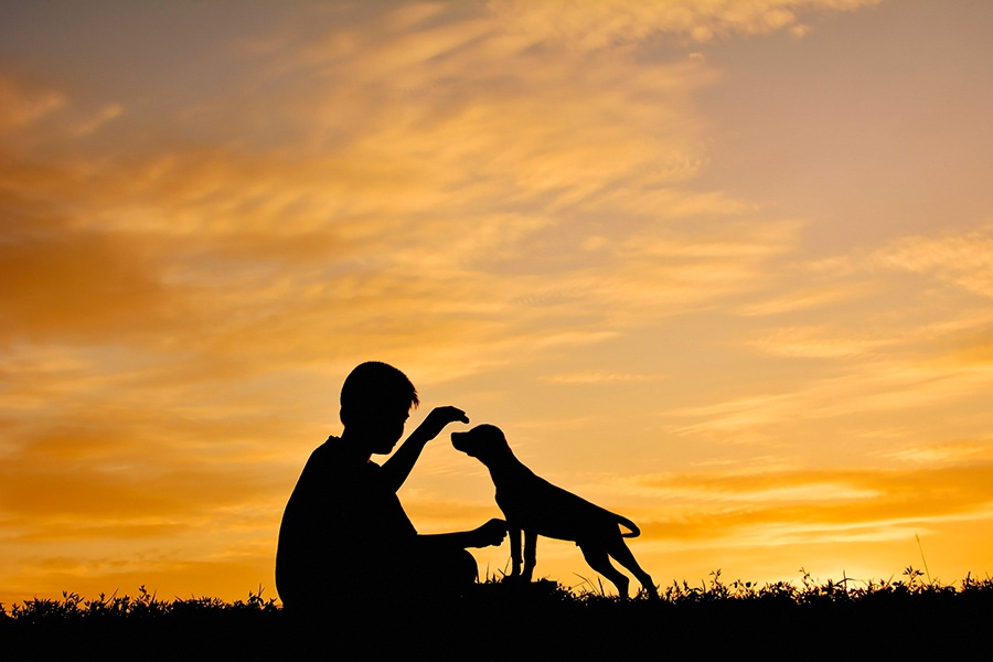 silhouette boy and puppy at sunset golden sky