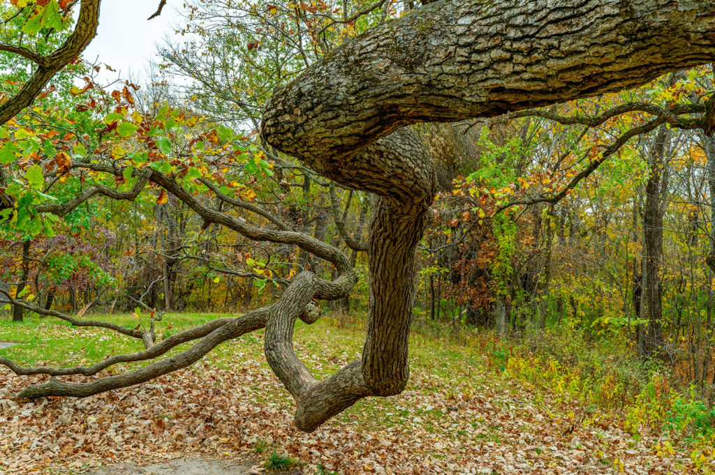 Iowa Jasper State Park Dragon Maple Tree